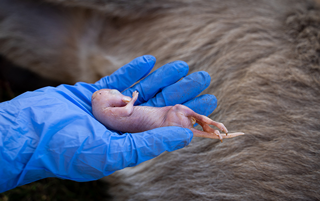 baby joey being held by gloved hand